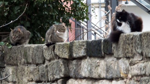 Katzentreff zwischen Bautzner und Böhmischer Straße