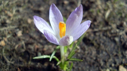 Frühling auf der Sebnitzer