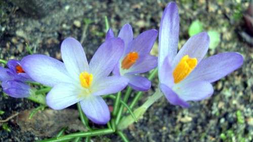 Frühling auf der Sebnitzer