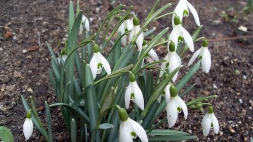 Frühling auf der Sebnitzer