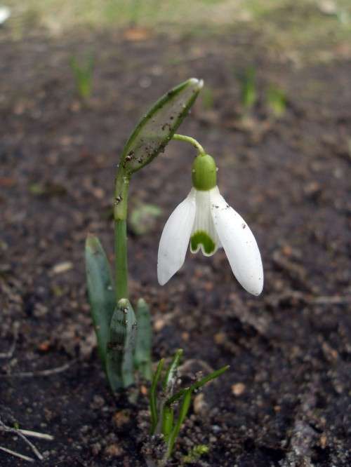 Frühling auf der Sebnitzer