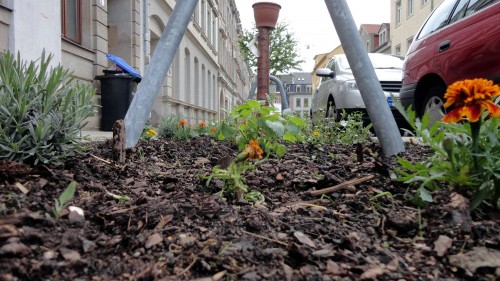 Auf den Baumscheiben an der Schönfelder sind kleine Gartenwunderwerke entstanden.