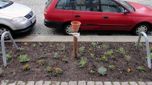 Auf den Baumscheiben an der Schönfelder sind kleine Gartenwunderwerke entstanden.