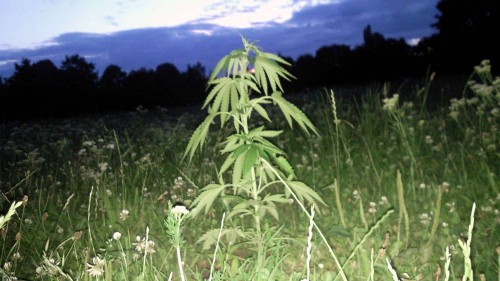 Der Alaunplatz kennt sich aus mit Cannabis, Foto: Archiv/2012