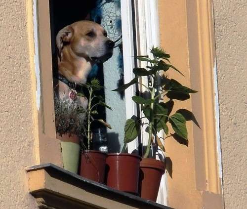 Der aufmerksame Beobachter sorgt für mehr Sicherheit im Viertel.