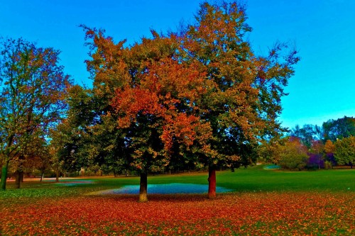 Wenn der Baum in den Farbtopf fällt. - Anklicken zum Vergrößern