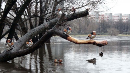 Mandarinente (Aix galericulata) an der Elbe