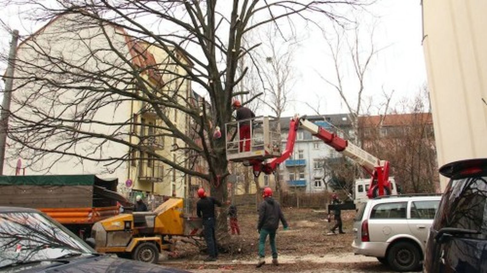 Die Eiche prägte die Frühlingstraße.