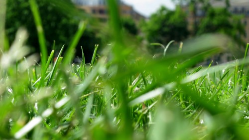 Im Gras auf dem Alaunplatz lümmeln und dem Calefax Reed Quintet lauschen.