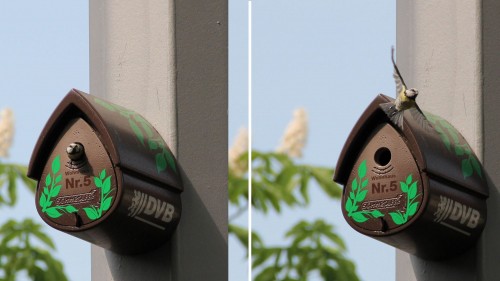 Bewohntes Vogelhaus auf der Bautzner Straße - Foto: DVB