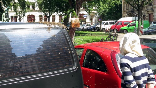 Seit dem Vormittag sind zwei Imker dabei, die Bienen einzufangen.