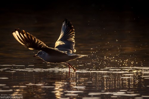 Möwe über der Elbe