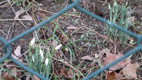 Vom Maschendraht eingerahmt: die ersten Schneeglöckchen