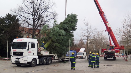 Ab halb 12 wurde der Baum aufgestellt.