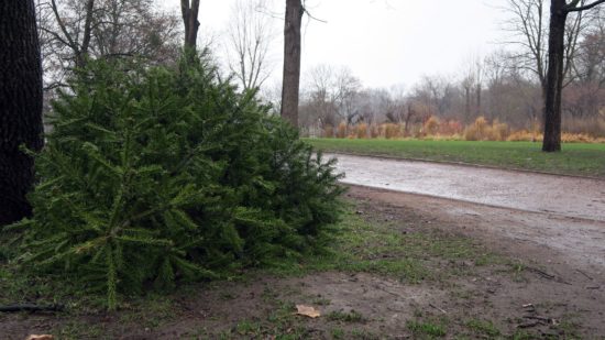 Ein Tännchen am Alaunplatz.