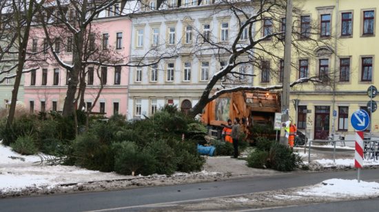 Baumentsorgung am Bischofsweg