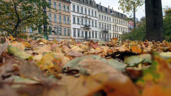 Laub auf dem Alaunplatz