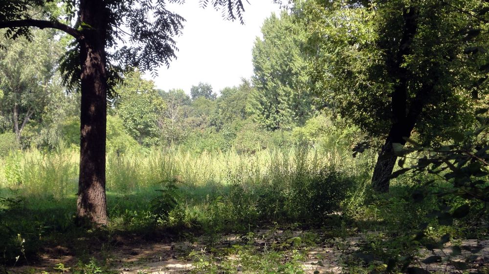 Der "Wald" auf dem Alaunplatz - Foto: Anton Launer
