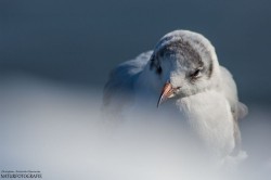 Lachmöwe an der winterlichen Elbe