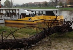 "Johanna" mit Baum