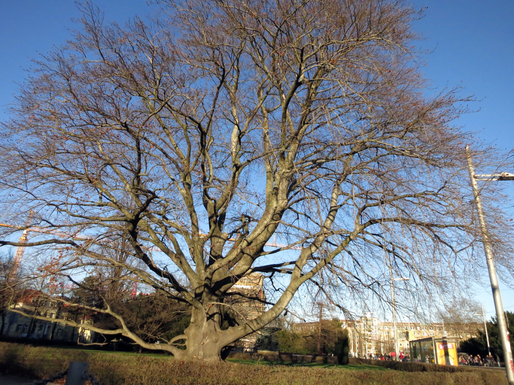 Der Baum