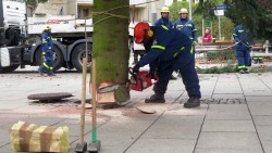 Damit der Baum in den Gully passt, muss er noch angespitzt werden.