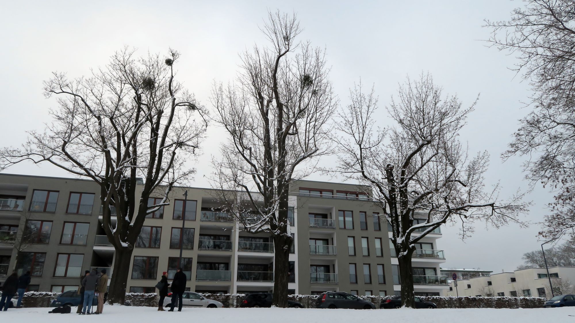 Die drei Spitzahorne werden gefällt. Junge Linden gepflanzt.