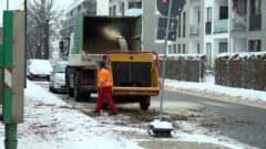 Ahorne auf der Tannenstraße werden gefällt.