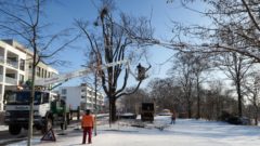 Baumfällarbeiten an der Tannenstraße