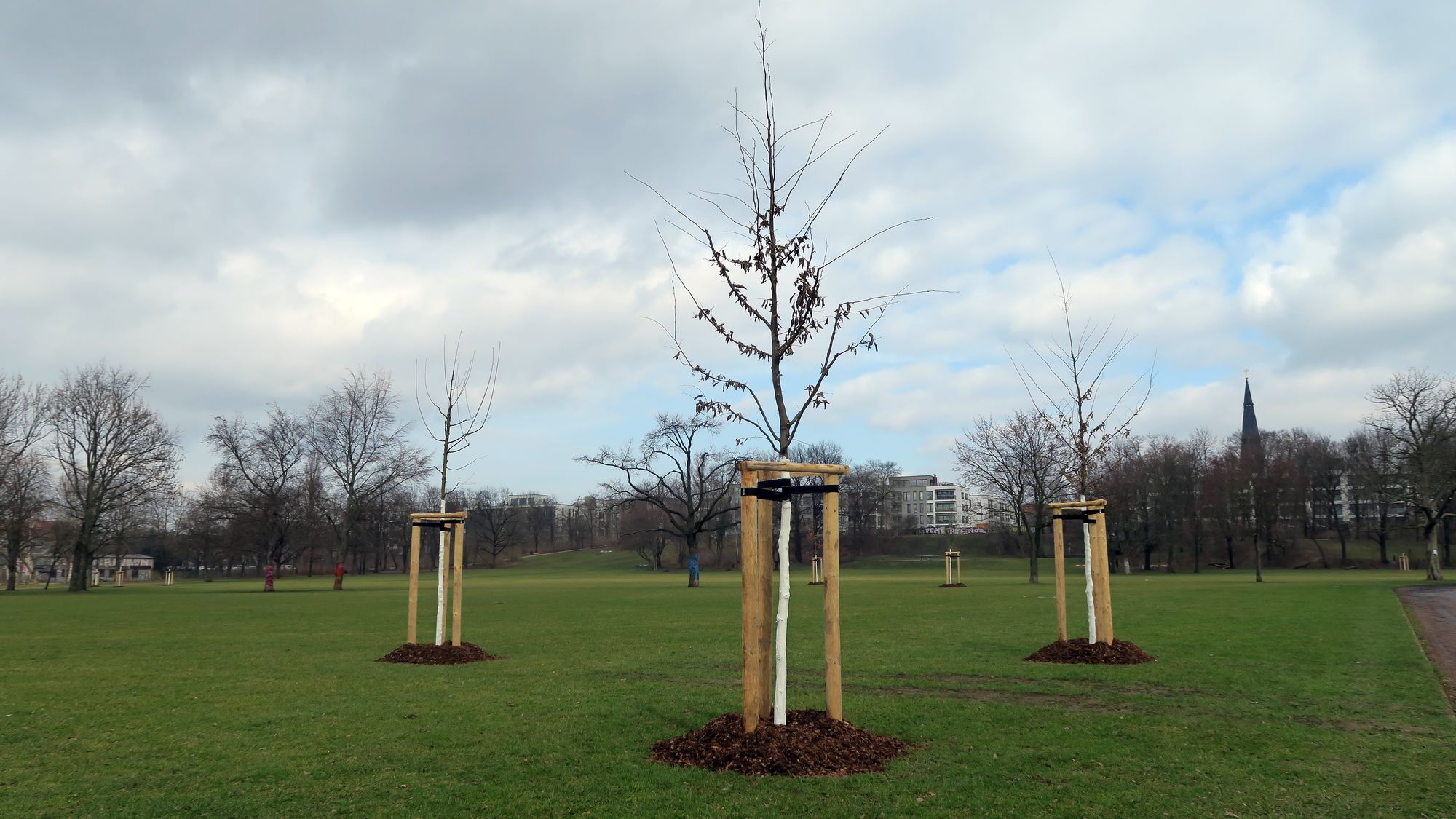 Neue Bäume für den Alaunplatz