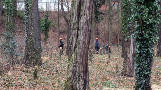 Fällarbeiten im nördlichen Hechtpark.