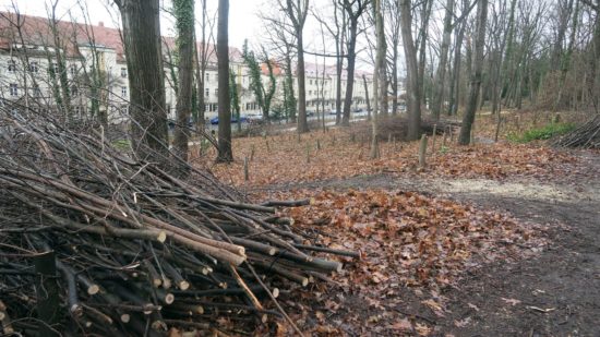 Wildwüchse aus Spitzahorn werden entfernt.