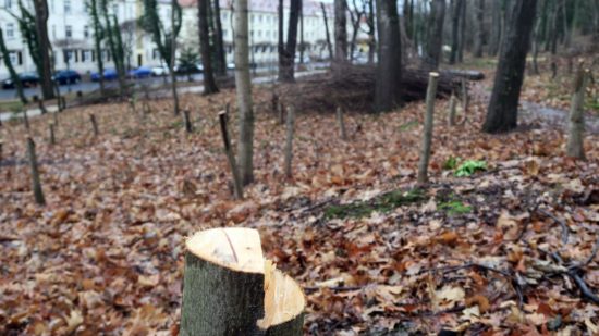 Wildwuchs bis maximal 10 Zentimeter Durchmesser wurde entfernt.