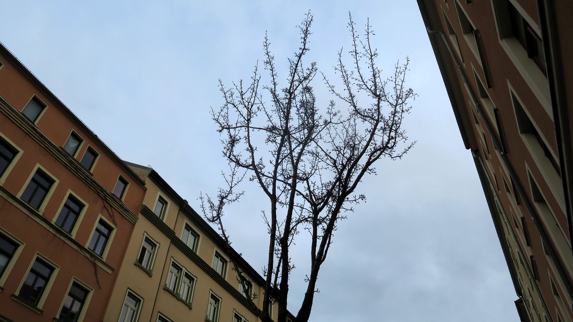 Befallene Weißdorn-Bäume auf der Hechtstraße