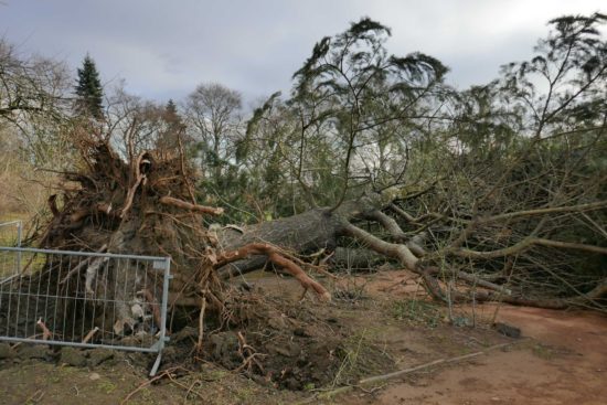 Mit voller Wucht hat Sturm "Friederike" den Rosengarten getroffen.