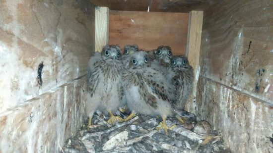 Junge Turmfalken im Nistkasten im Turm der Martin-Luther-Kirche. Foto: Kirchgemeinde