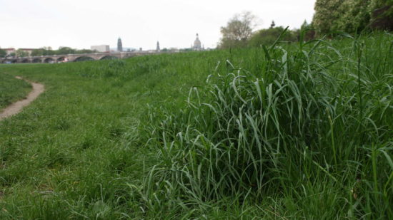 Einöde für Insekten und Vögel an der Elbe