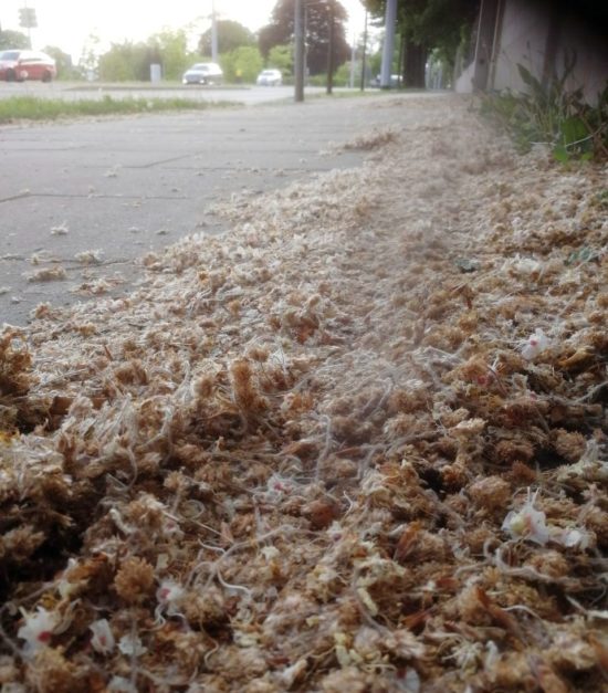 Blütenanschwemmung entlang der Bautzner Straße. Foto: Umweltamt