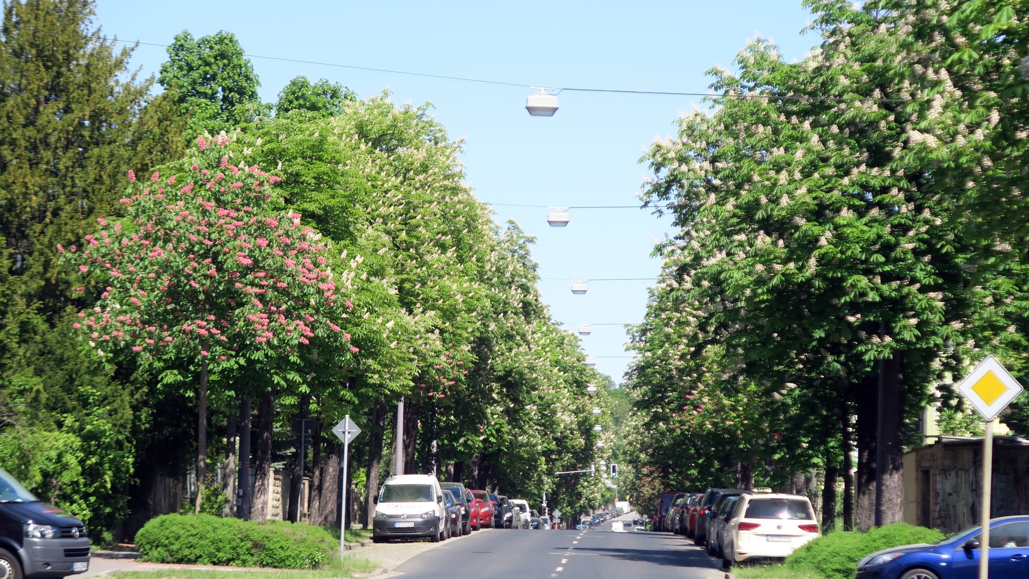 Radeberger Straße voller Blüten