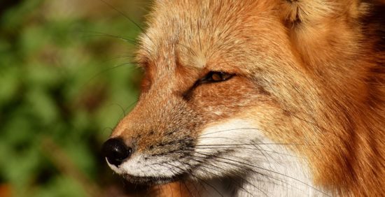 Wo wohnt der Fuchs in Dresden? - Foto: Pixabay