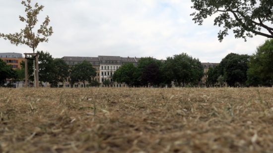 Die einst grüne Wiese sieht aktuell aus wie ein abgemähtes Weizenfeld.