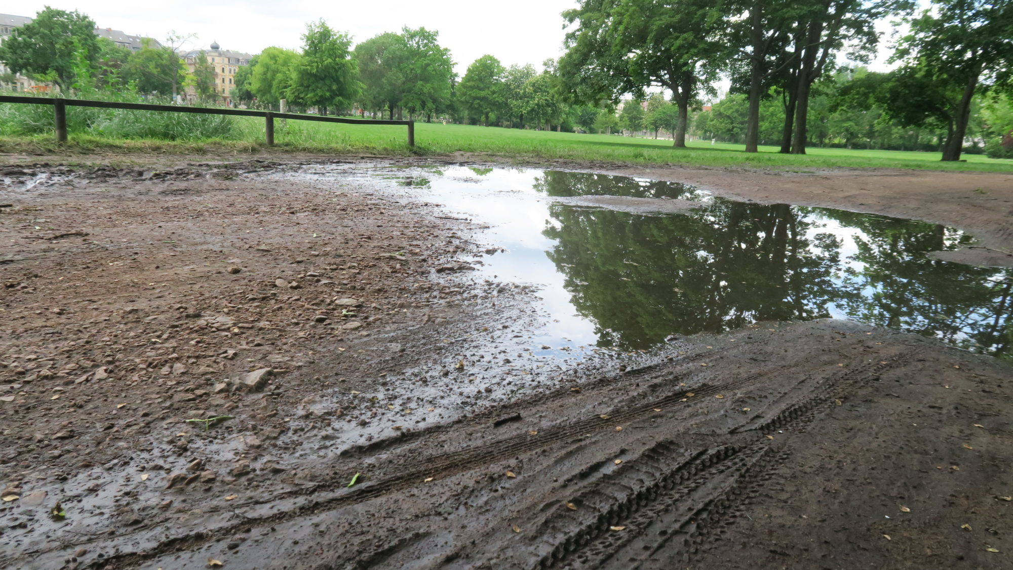 Pfütze im Alaunpark