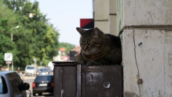 Kami-Katze als Schatten-Parker