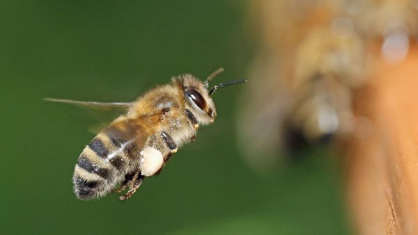 Vorsicht vor Faulbrut - Biene - Foto: Leuchtpunkt/Pixabay