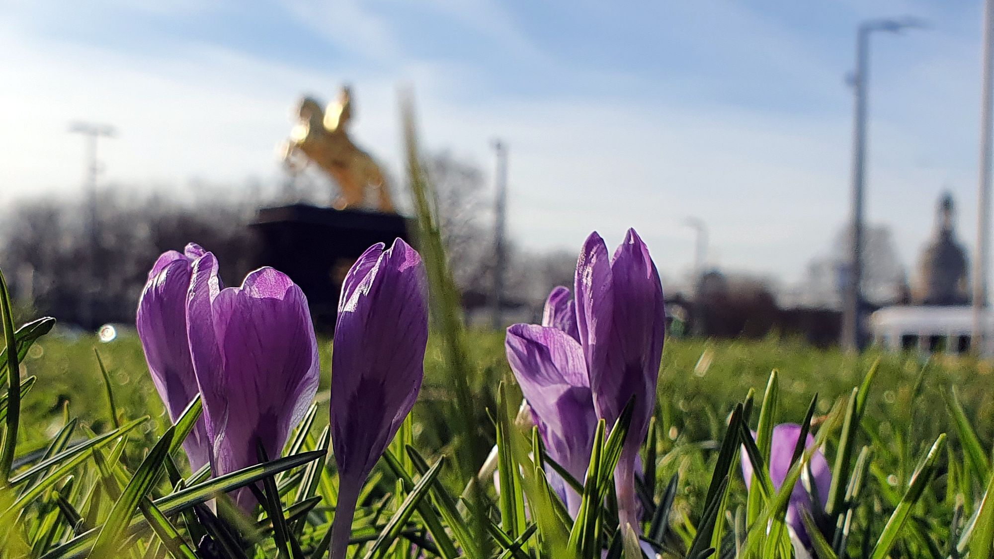 Die Krokusse auf den Wiesen auf der Hauptstraße machen langsam schlapp.