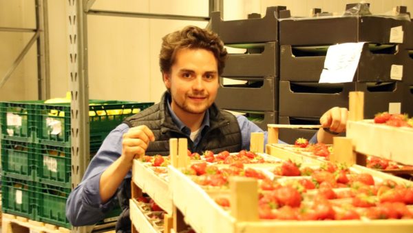 Auf Frische kommt es an - bei Erdbeeren ganz besonders.