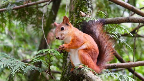 Lieber das Eichhörnchen mit dem Tele auf dem Baum fotografieren, als es anzulocken. Foto: Pixabay