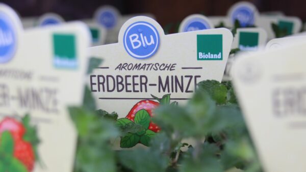 Schonmal einen Drink mit Erdbeer-Minze angerührt?