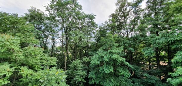 Statt dem Ausblick ins Grüne schauen die Anwohnerinnen dann auf einen Neubau.