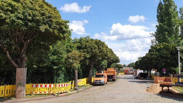 Kugel-Ahorne zieren die Petrikirchstraße - elf von ihnen werden jetzt gefällt.